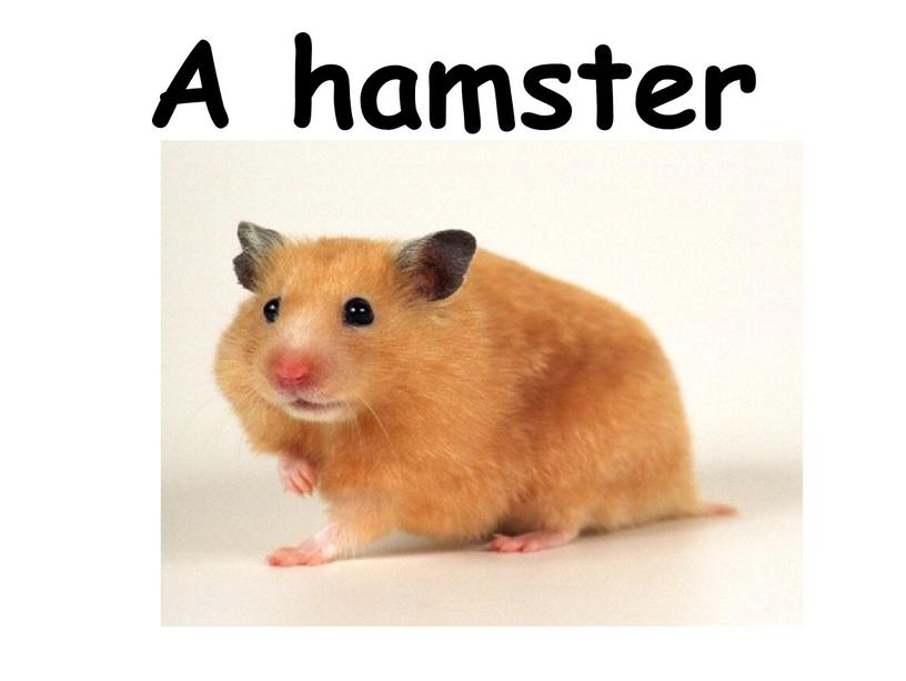 A hamster