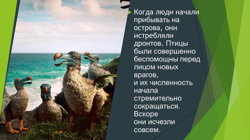 Когда люди начали прибывать на острова, они истребляли дронтов