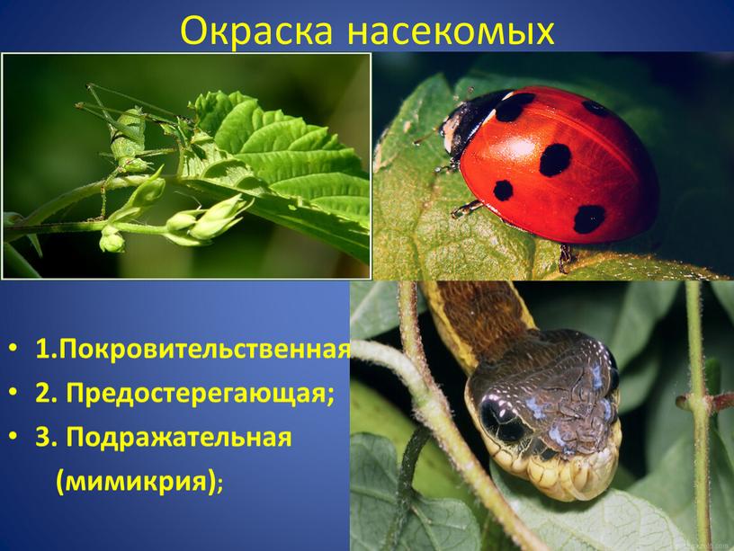 Окраска насекомых 1.Покровительственная; 2