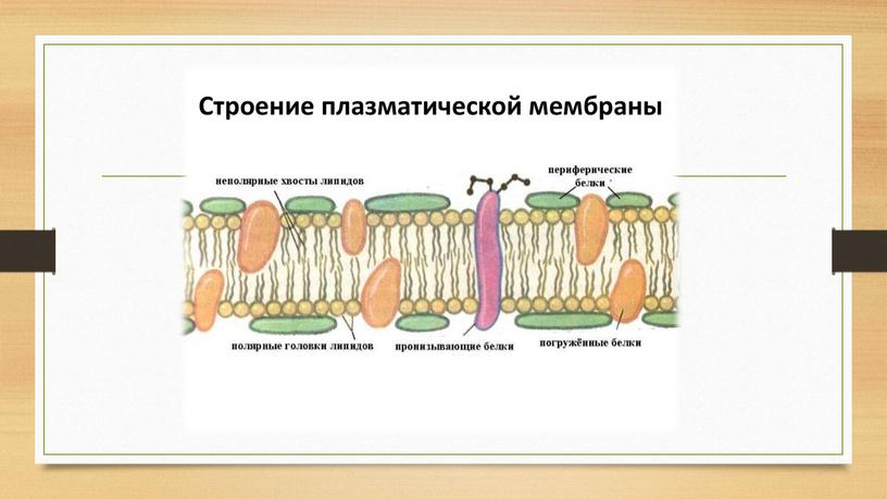 Методическая разработка урока на тему "Строение и химический состав клетки"