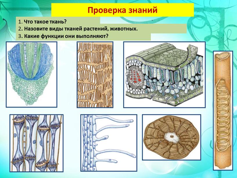 Проверка знаний 1. Что такое ткань? 2