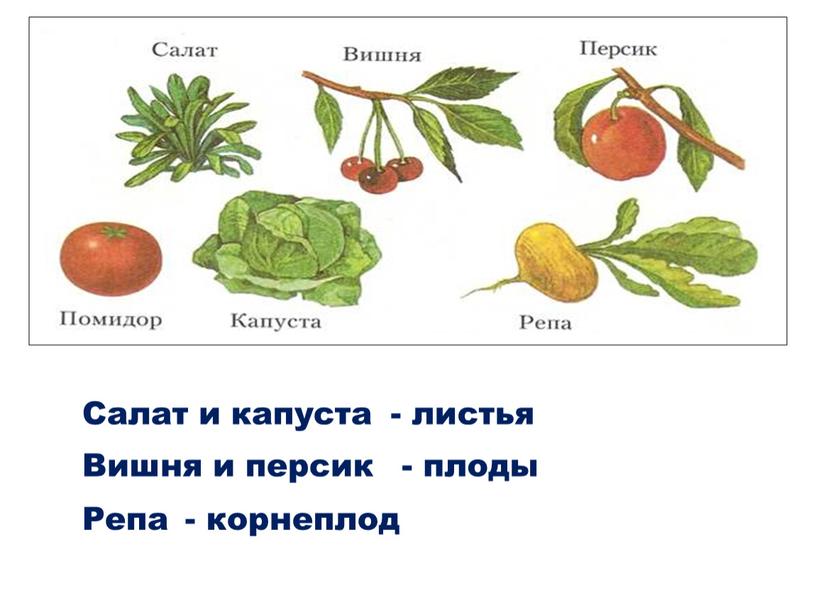 Салат и капуста - листья Вишня и персик - плоды