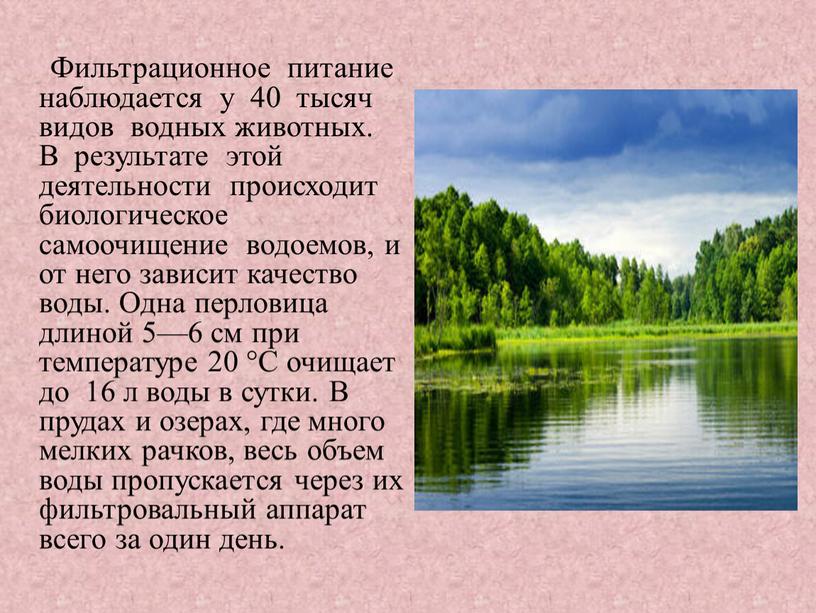 Фильтрационное питание наблюдается у 40 тысяч видов водных животных