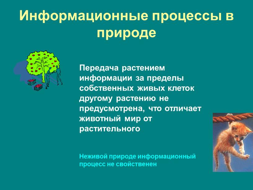 Информационные процессы в природе