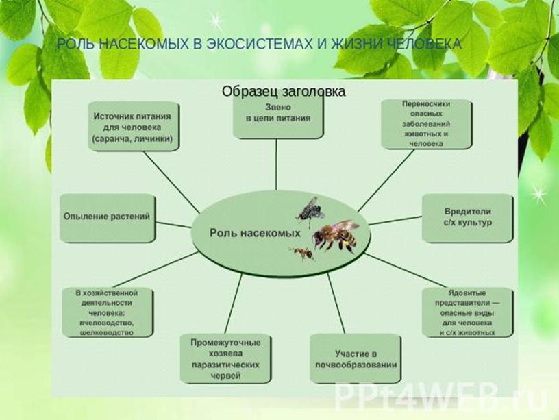 Насекомые в природе и жизни человека. Роль насекомых. Роль насекомых в жизни человека. Круговорот насекомых в природе. Роль одомашненных насекомых в жизни человека.