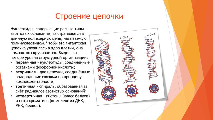 Строение цепочки Нуклеотиды, содержащие разные типы азотистых оснований, выстраиваются в длинную полимерную цепь, называемую полинуклеотидом