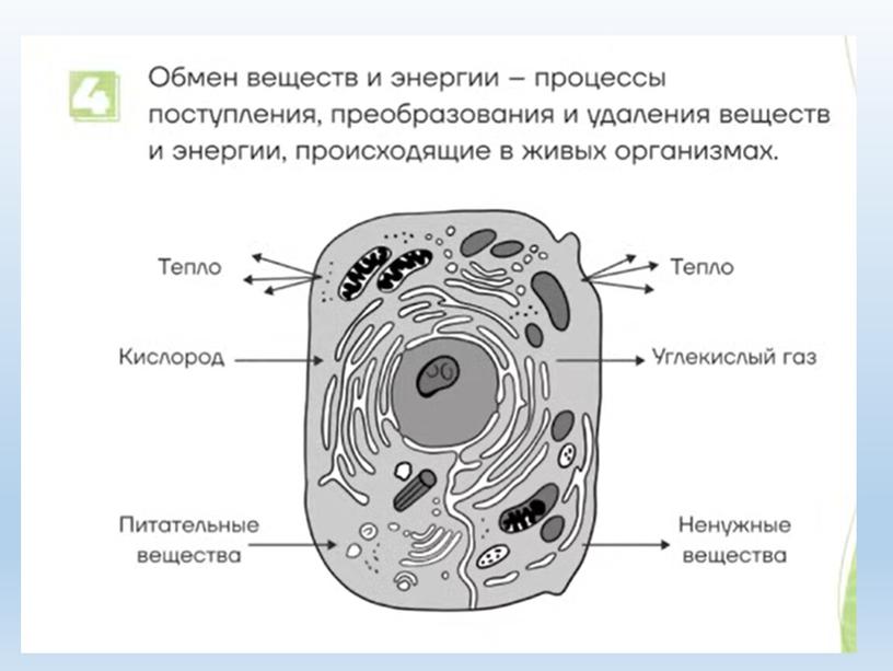 Разбор заданий №1 ОГЭ биология из сборника В.С.Рохлова