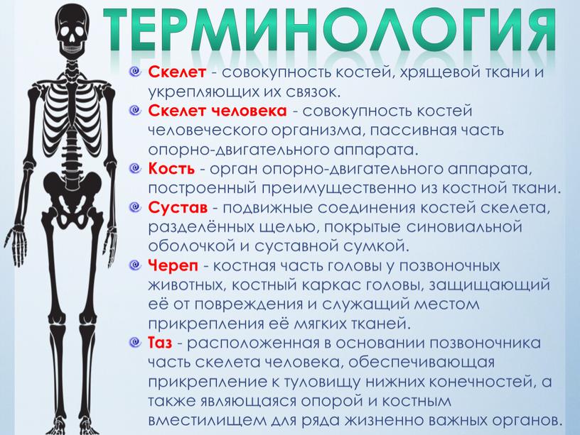 ТЕРМИНОЛОГИЯ Скелет - совокупность костей, хрящевой ткани и укрепляющих их связок