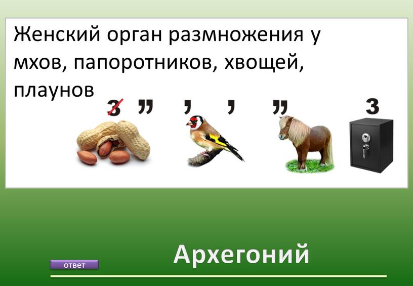 Архегоний Женский орган размножения у мхов, папоротников, хвощей, плаунов