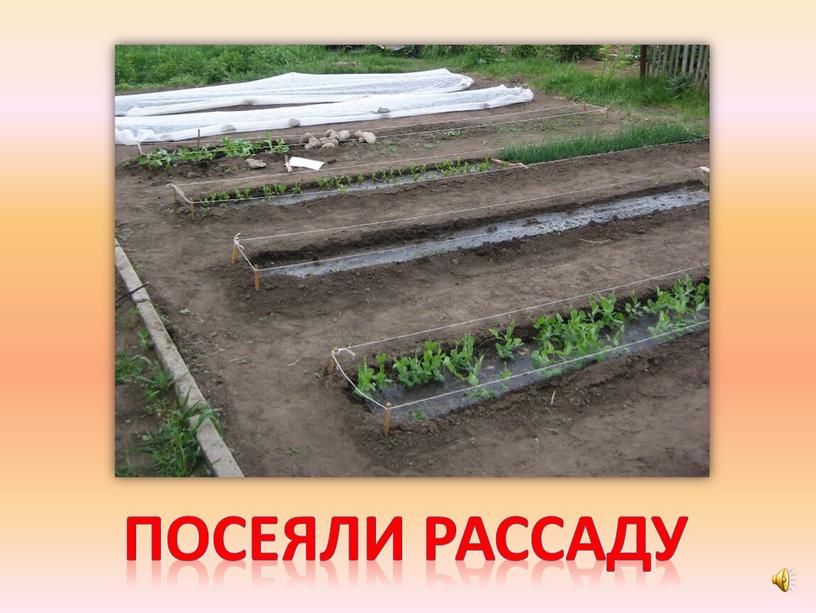 Посеяли рассаду