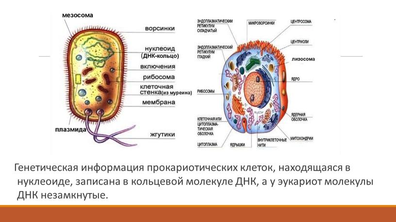 Генетическая информация прокариотических клеток, находящаяся в нуклеоиде, записана в кольцевой молекуле