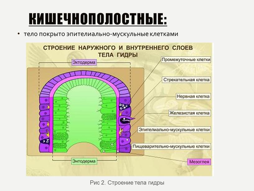 Кишечнополостные: тело покрыто эпителиально-мускульные клетками