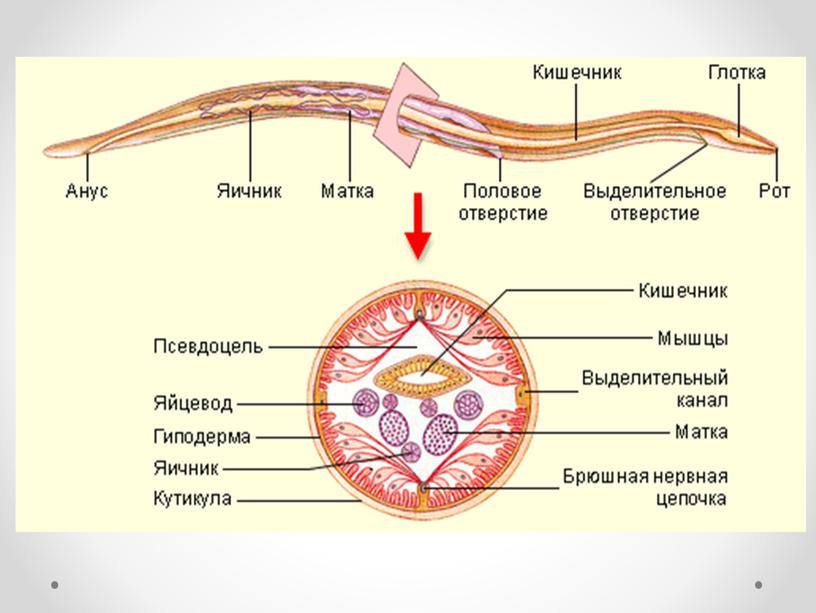 Типы Червей.