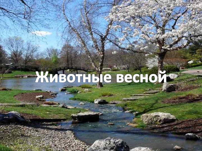 Животные весной