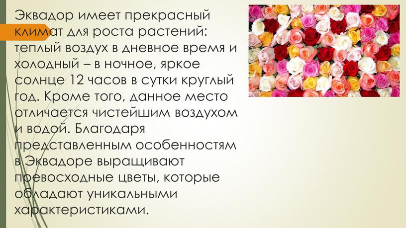 Эквадор имеет прекрасный климат для роста растений: теплый воздух в дневное время и холодный – в ночное, яркое солнце 12 часов в сутки круглый год