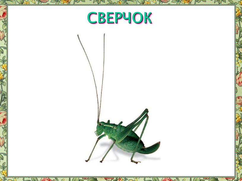 СВЕРЧОК