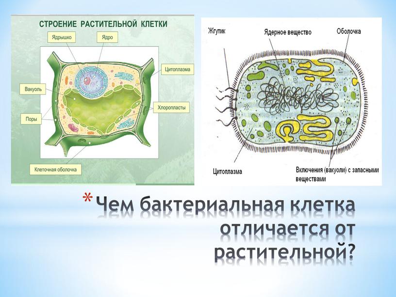 Чем бактериальная клетка отличается от растительной?