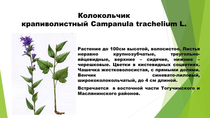 Колокольчик крапиволистный Campanula trachelium