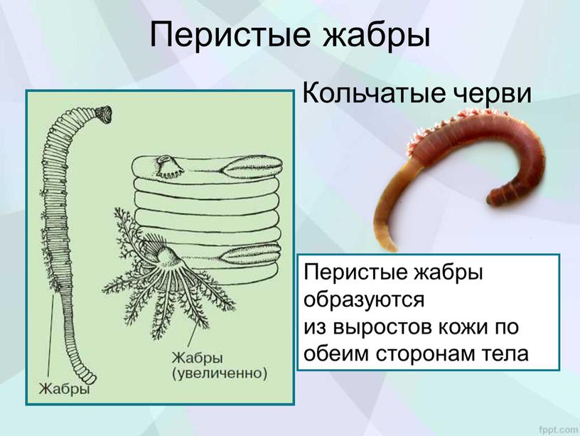 Перистые жабры Перистые жабры образуются из выростов кожи по обеим сторонам тела