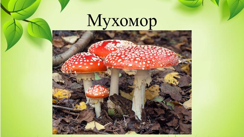 Мухомор