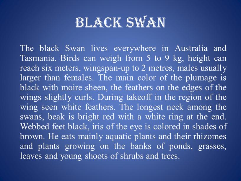 Black Swan The black Swan lives everywhere in