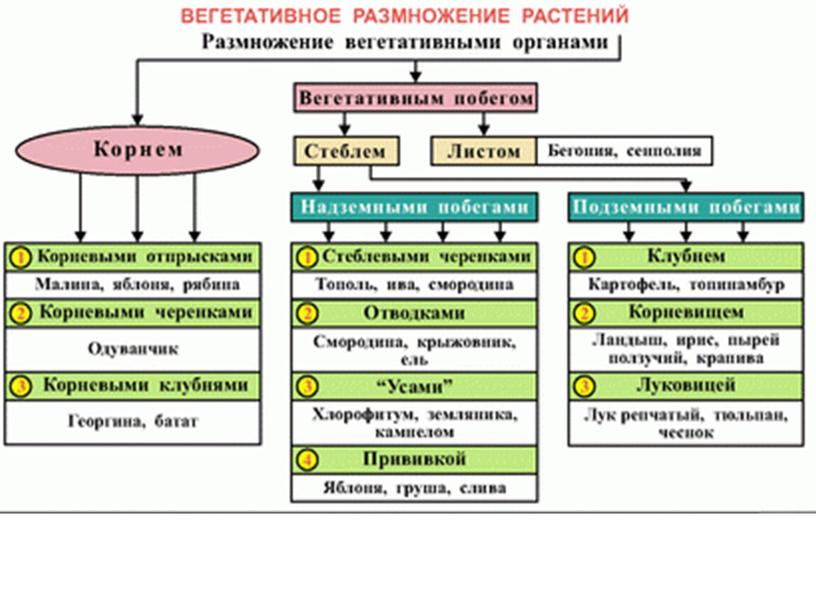 Размножение растений, 6 класс, биология