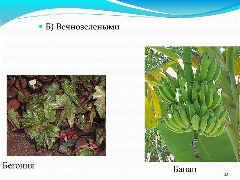 Б) Вечнозелеными 23 Бегония Банан