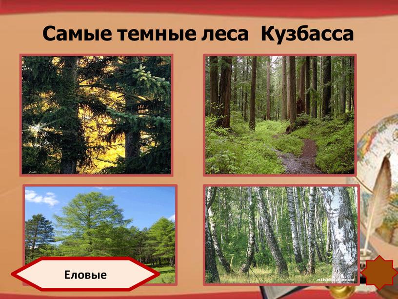 Самые темные леса Кузбасса Еловые