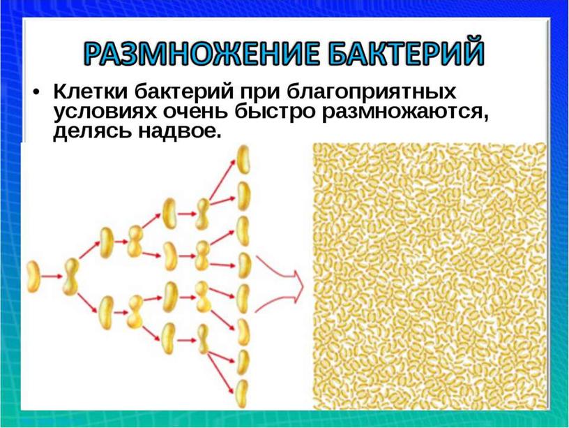 Презентация  к уроку "Бактерии"