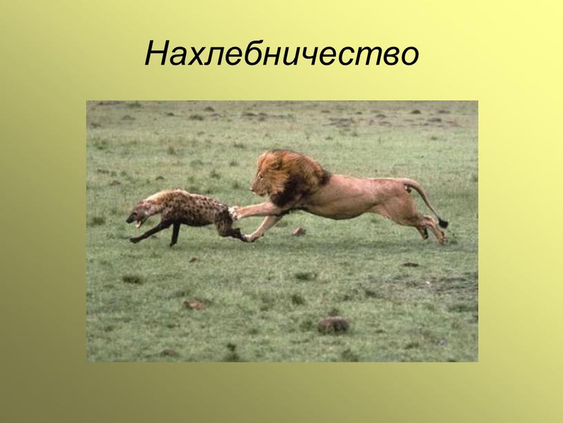 Нахлебничество