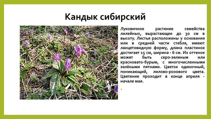 Кандык сибирский Луковичное растение семейства лилейных, вырастающее до 30 см в высоту