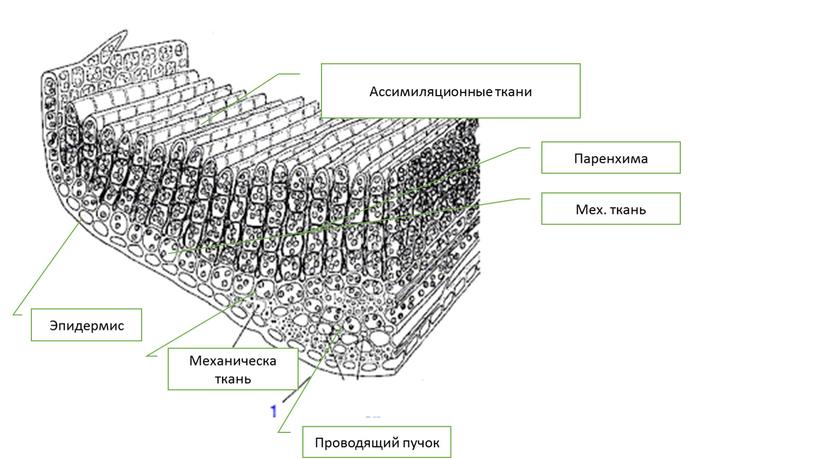 Ассимиляционные ткани Механическа ткань