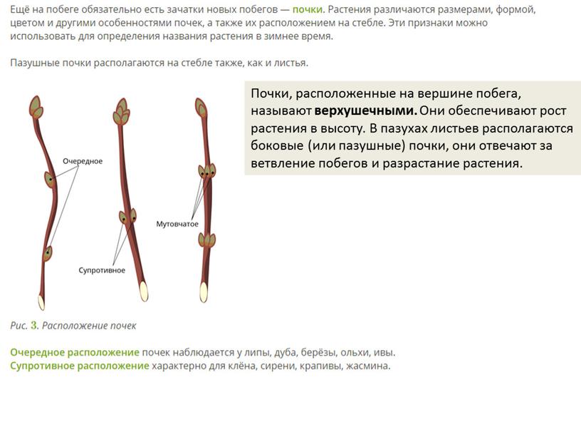 Почки, расположенные на вершине побега, называют верхушечными