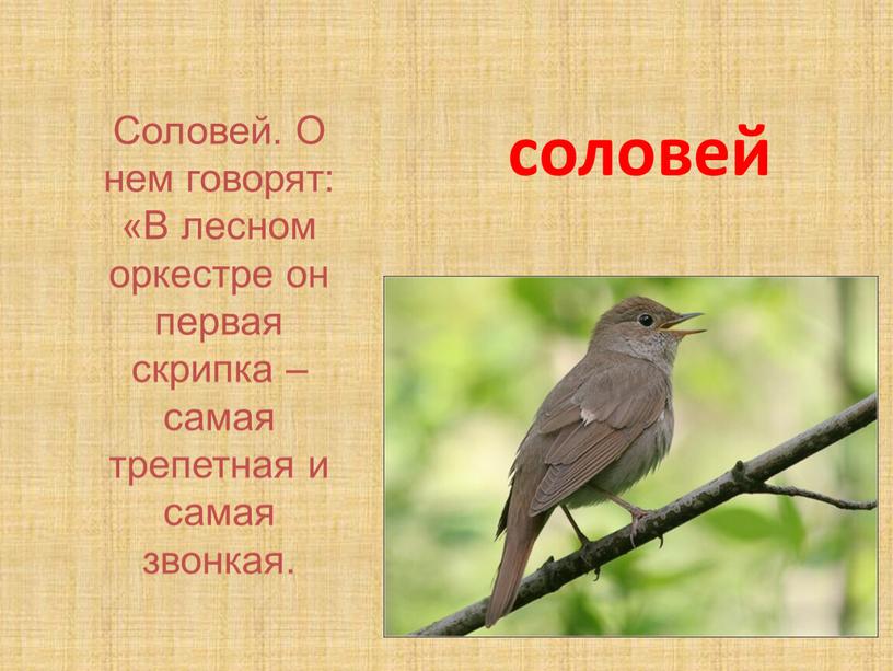 Соловей. О нем говорят: «В лесном оркестре он первая скрипка – самая трепетная и самая звонкая