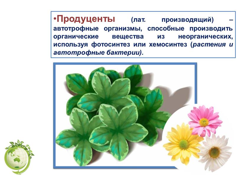 Продуценты (лат. производящий) – автотрофные организмы, способные производить органические вещества из неорганических, используя фотосинтез или хемосинтез ( растения и автотрофные бактерии)