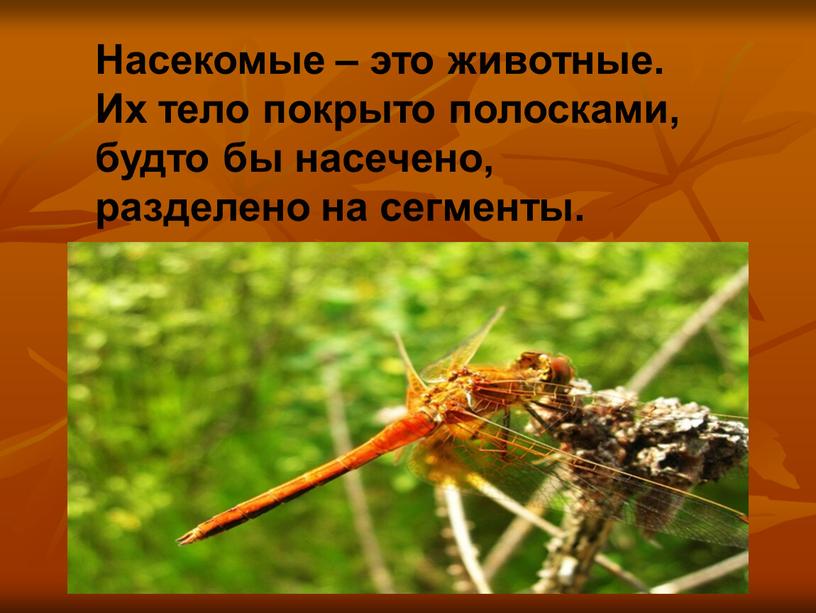 Насекомые – это животные. Их тело покрыто полосками, будто бы насечено, разделено на сегменты