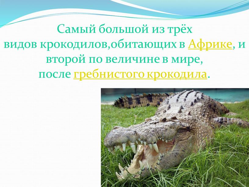 Самый большой из трёх видов крокодилов,обитающих в