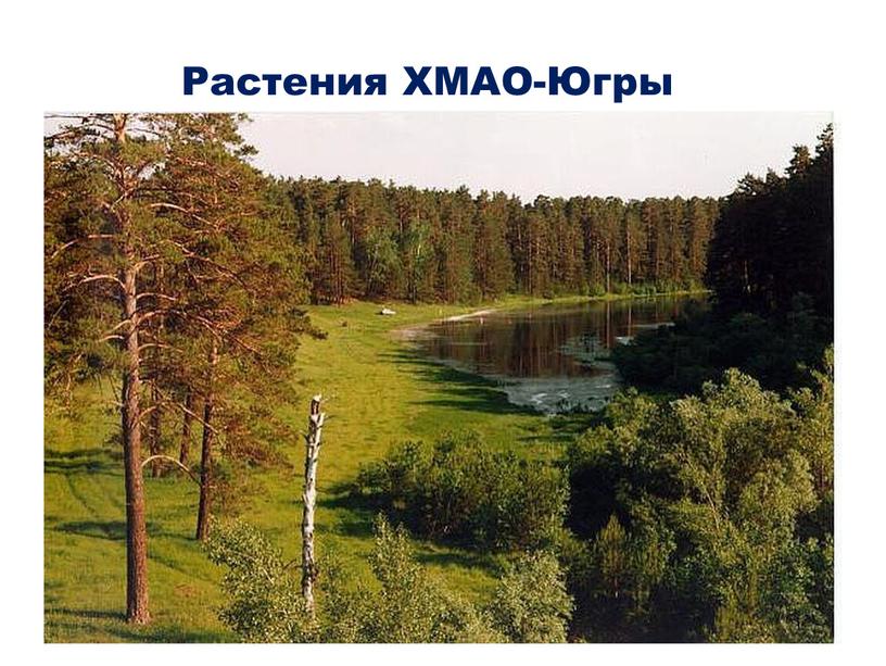 Растения ХМАО-Югры