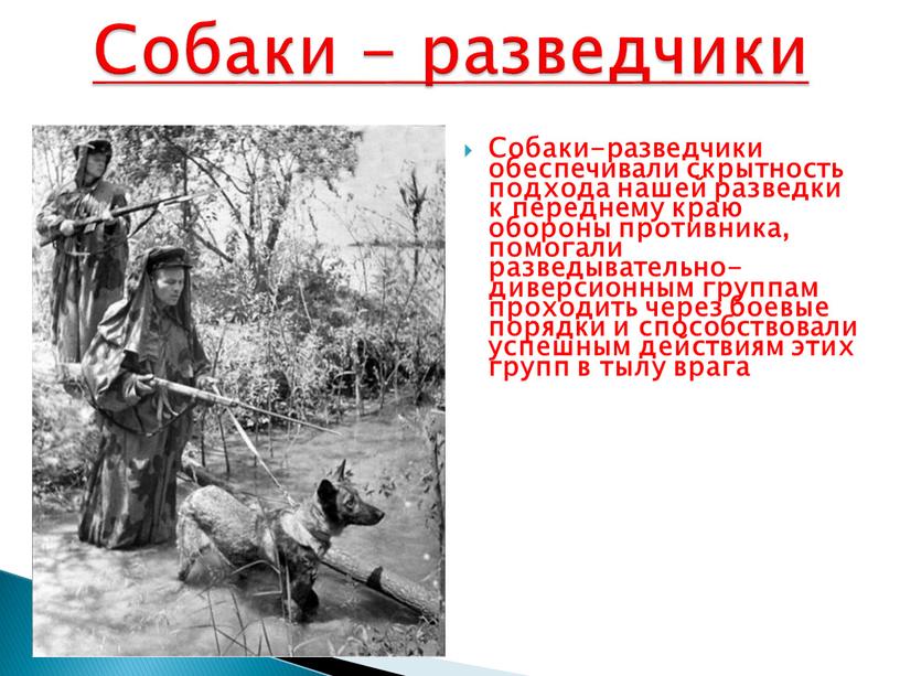 Собаки-разведчики обеспечивали скрытность подхода нашей разведки к переднему краю обороны противника, помогали разведывательно-диверсионным группам проходить через боевые порядки и способствовали успешным действиям этих групп в…