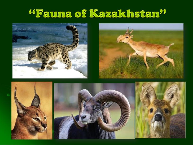 ‘‘Fauna of Kazakhstan’’