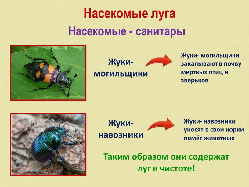 Насекомые луга Жуки- могильщики