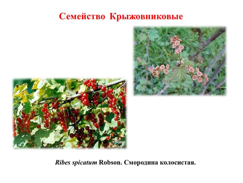 Ribes spicatum Robson. Смородина колосистая