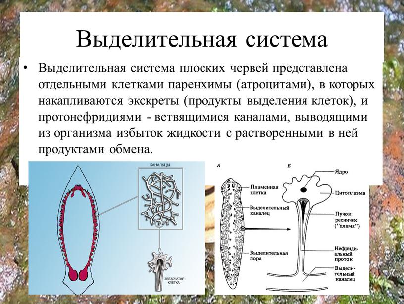 Выделительная система Выделительная система плоских червей представлена отдельными клетками паренхимы (атроцитами), в которых накапливаются экскреты (продукты выделения клеток), и протонефридиями - ветвящимися каналами, выводящими из…