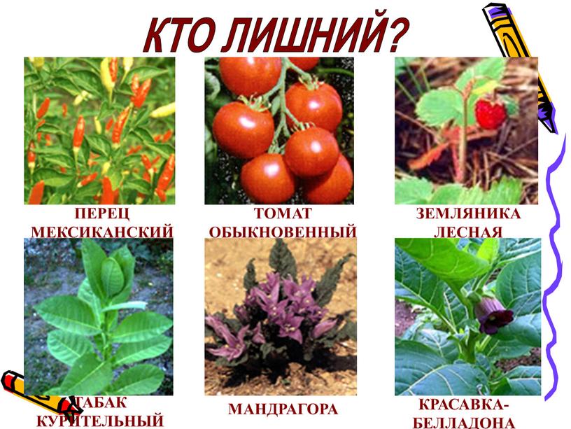 КТО ЛИШНИЙ? ПЕРЕЦ МЕКСИКАНСКИЙ