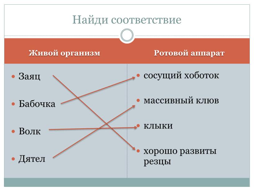 Живой организм Ротовой аппарат