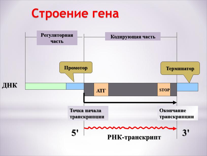 Строение гена Кодирующая часть