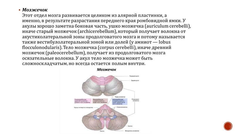 Мозжечок Этот отдел мозга развивается целиком из алярной пластинки, а именно, в результате разрастания переднего края ромбовидной ямки