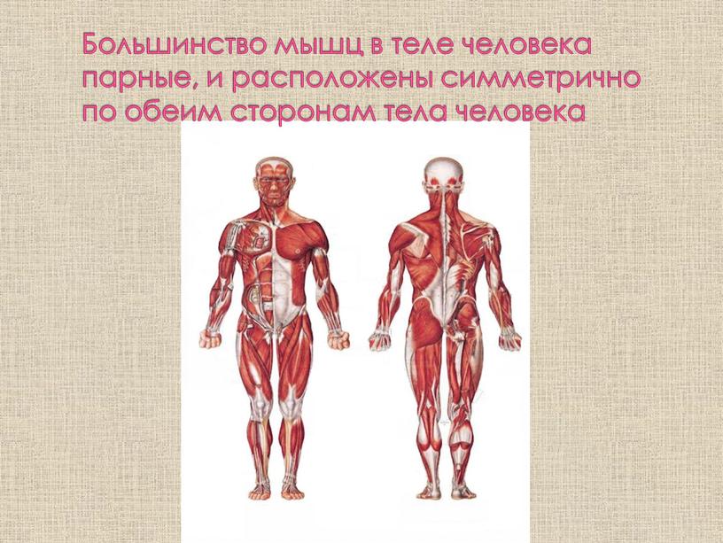 Большинство мышц в теле человека парные, и расположены симметрично по обеим сторонам тела человека