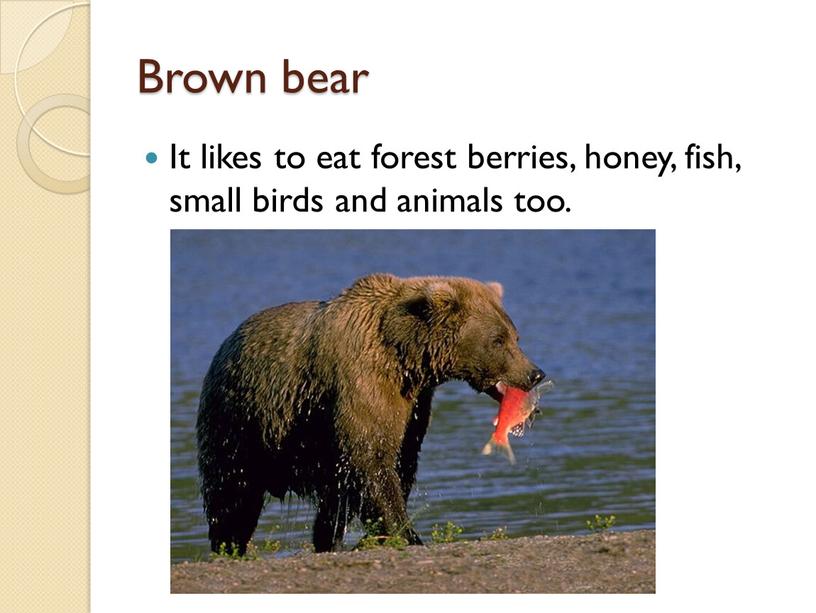 Brown bear It likes to eat forest berries, honey, fish, small birds and animals too