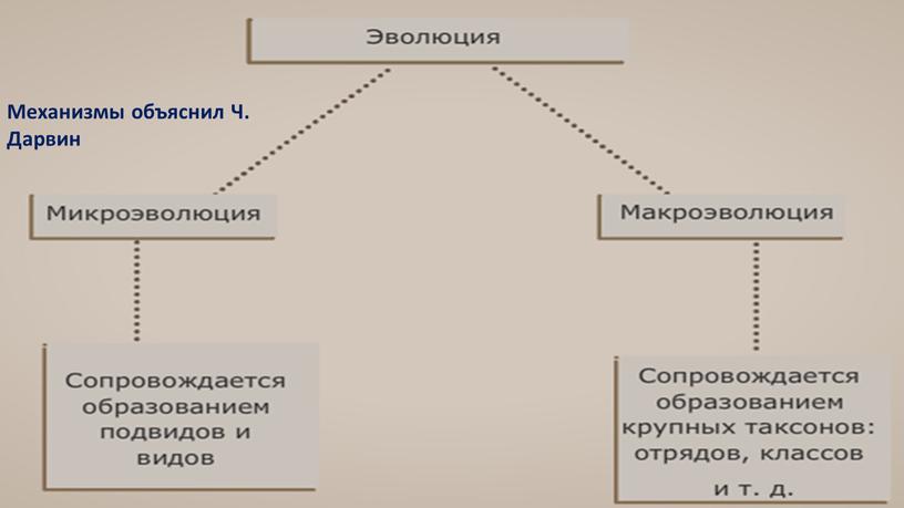 Механизмы объяснил Ч. Дарвин